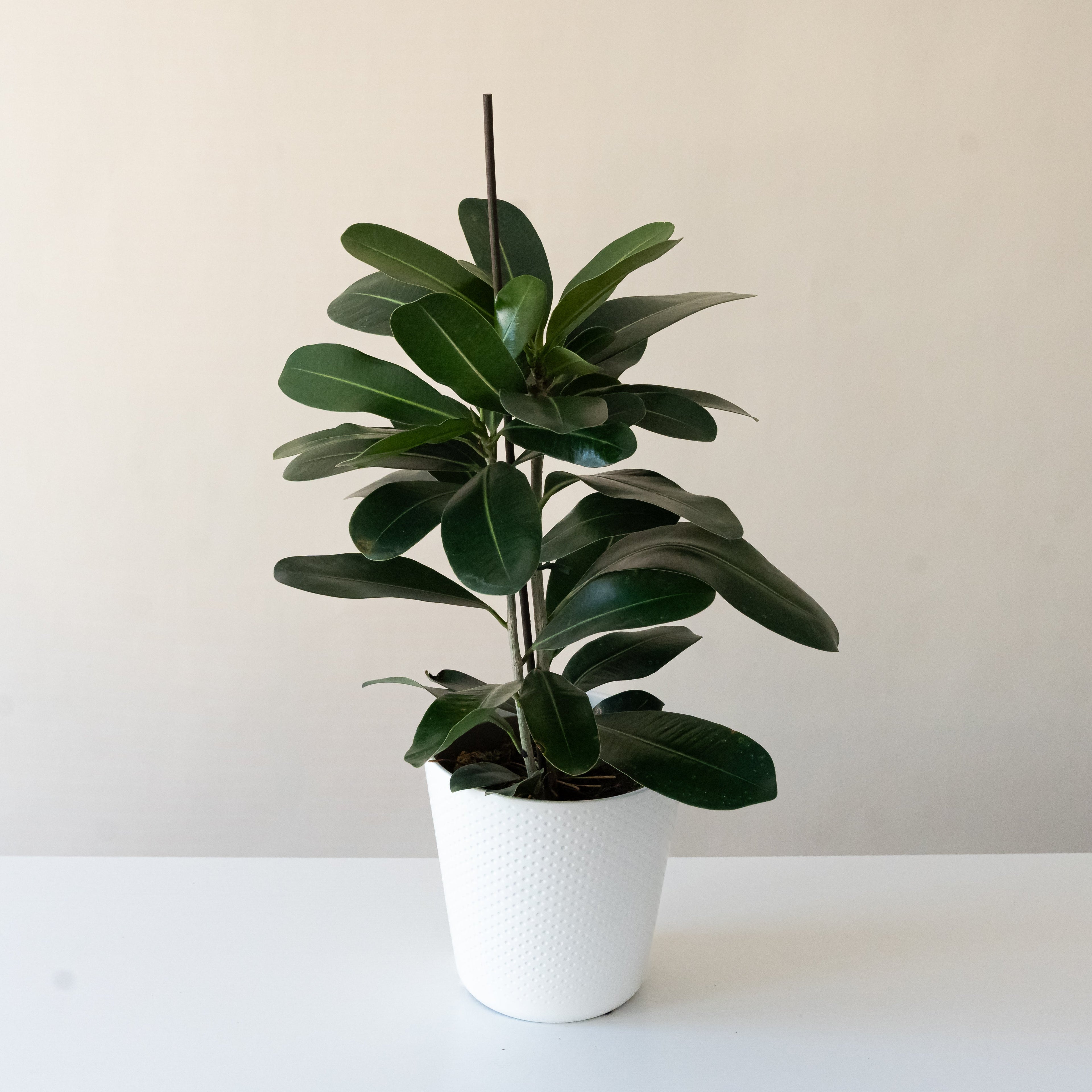 Chandelier Celebrate Ficus microcarpa with tree-like stems and vibrant green leaves.