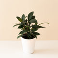 A Cling-On Mini Zen African Fig plant with glossy dark green leaves sitting in a white minimalist planter.