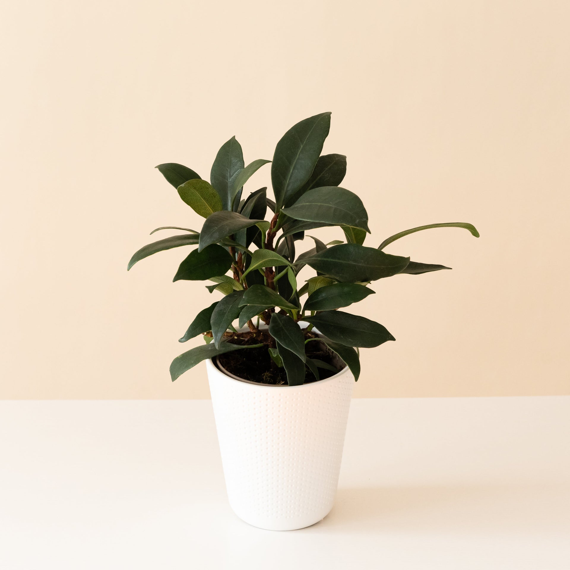A Cling-On Mini Zen African Fig plant with glossy dark green leaves sitting in a white minimalist planter.