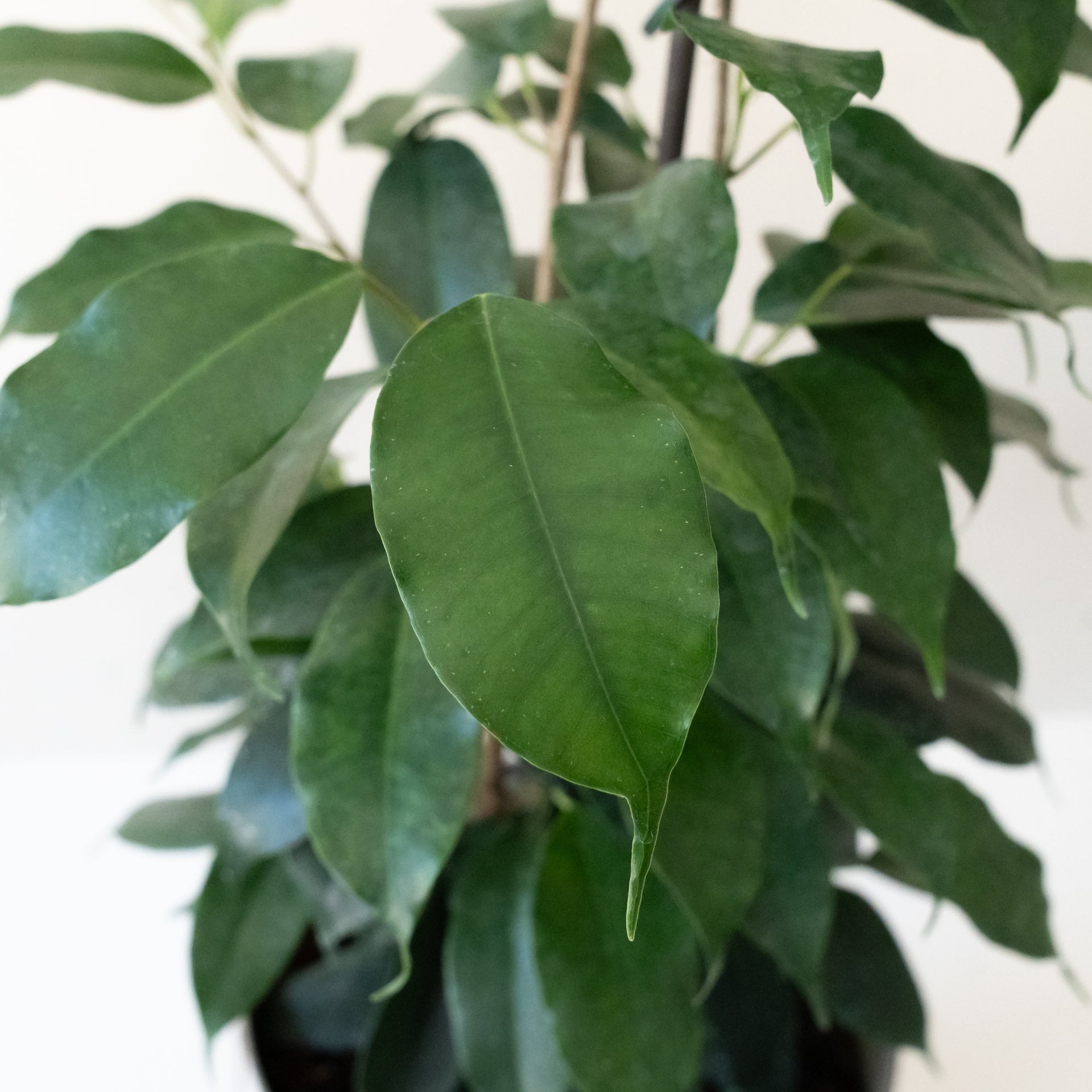Danielle Ficus Benjamina Plant