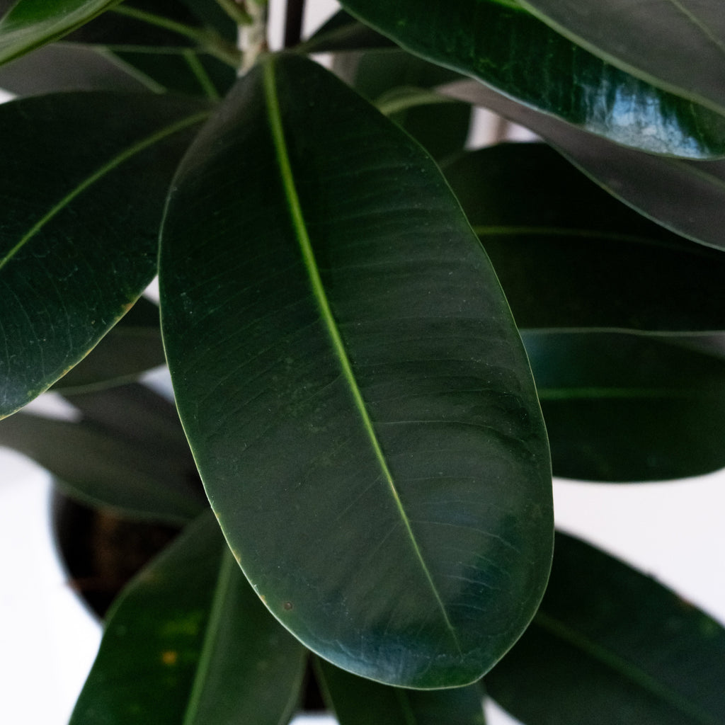 Mini Zen African Fig Plant in White Planter - Minimalist Decor