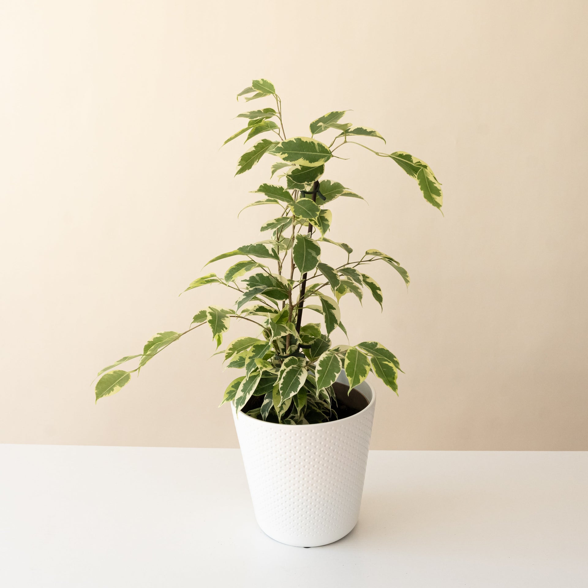 Samantha Ficus Benjamina Multi-Stemmed Houseplant in Green & White