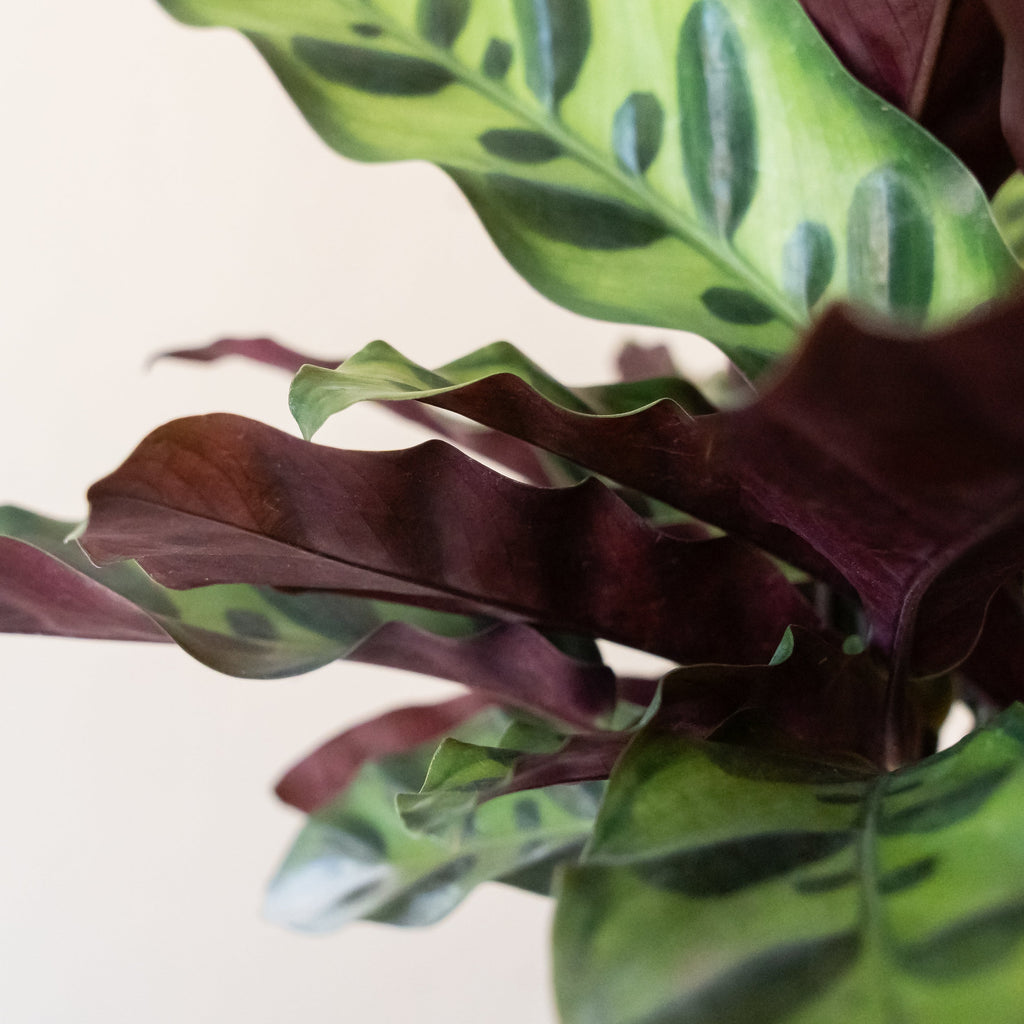 ColorFull® Insignis Rattlesnake Plant in Modern White Ceramic Pot