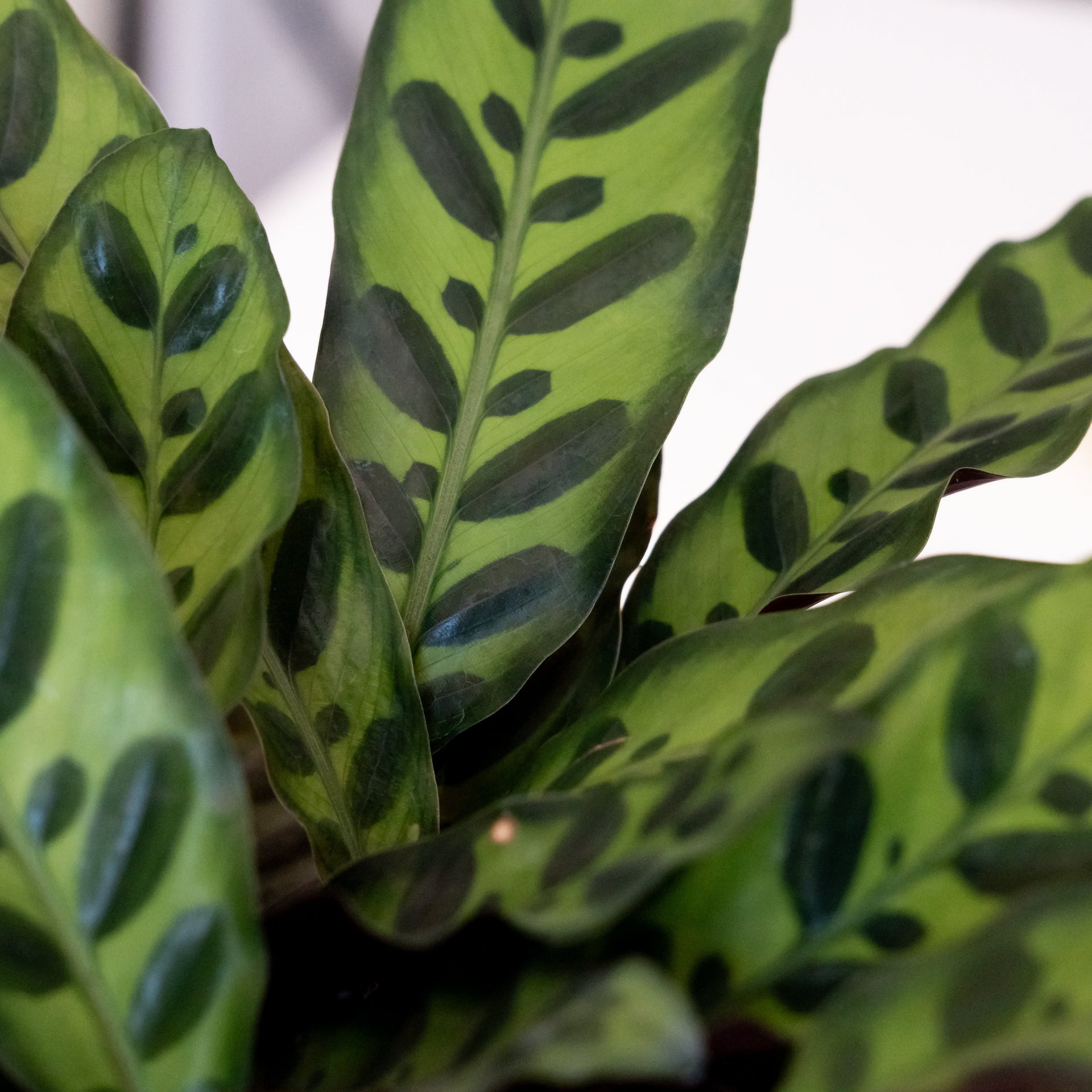 ColorFull® Insignis Rattlesnake Plant in Modern White Ceramic Pot