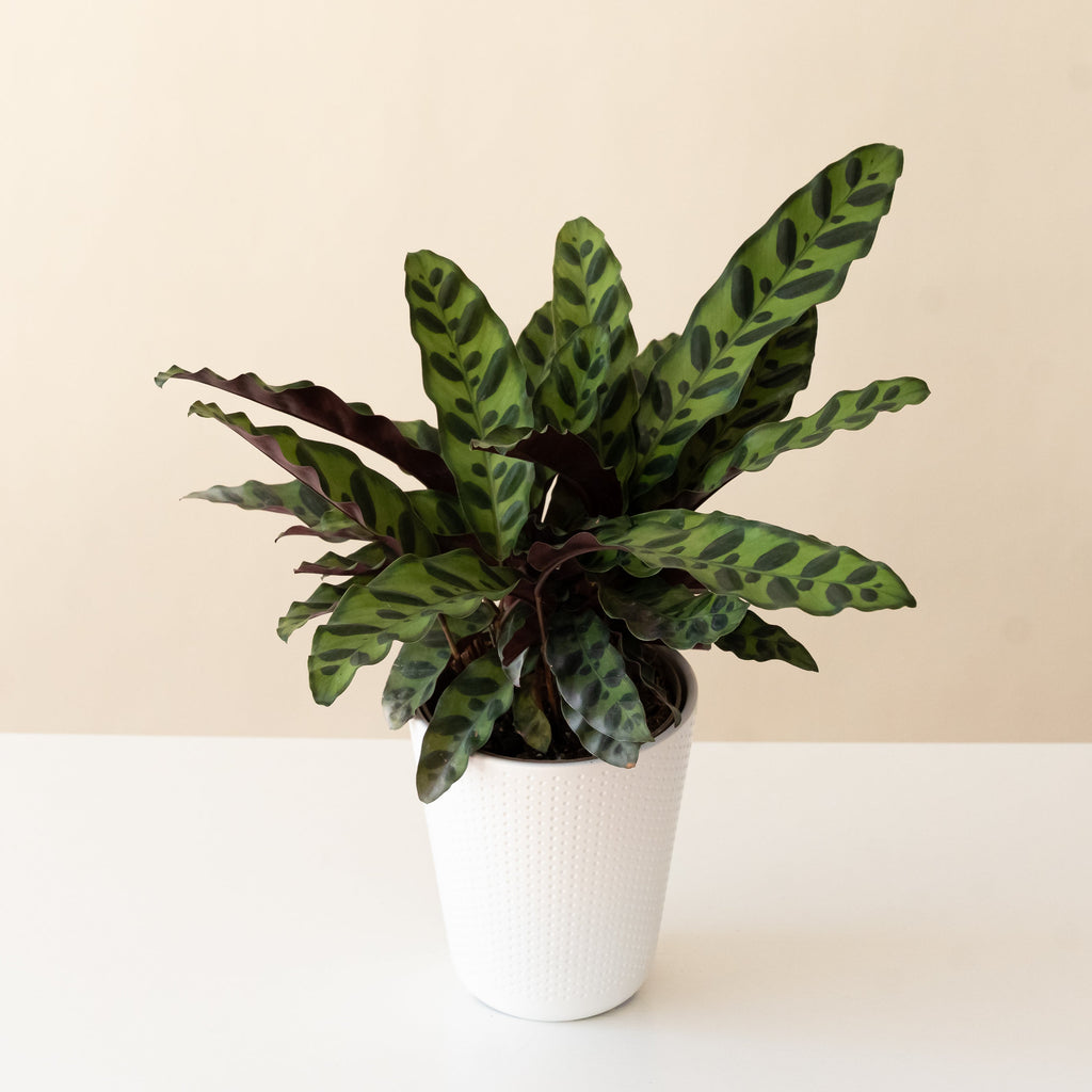 ColorFull® Insignis Rattlesnake plant with lime-green and dark green leaves in a white ceramic pot