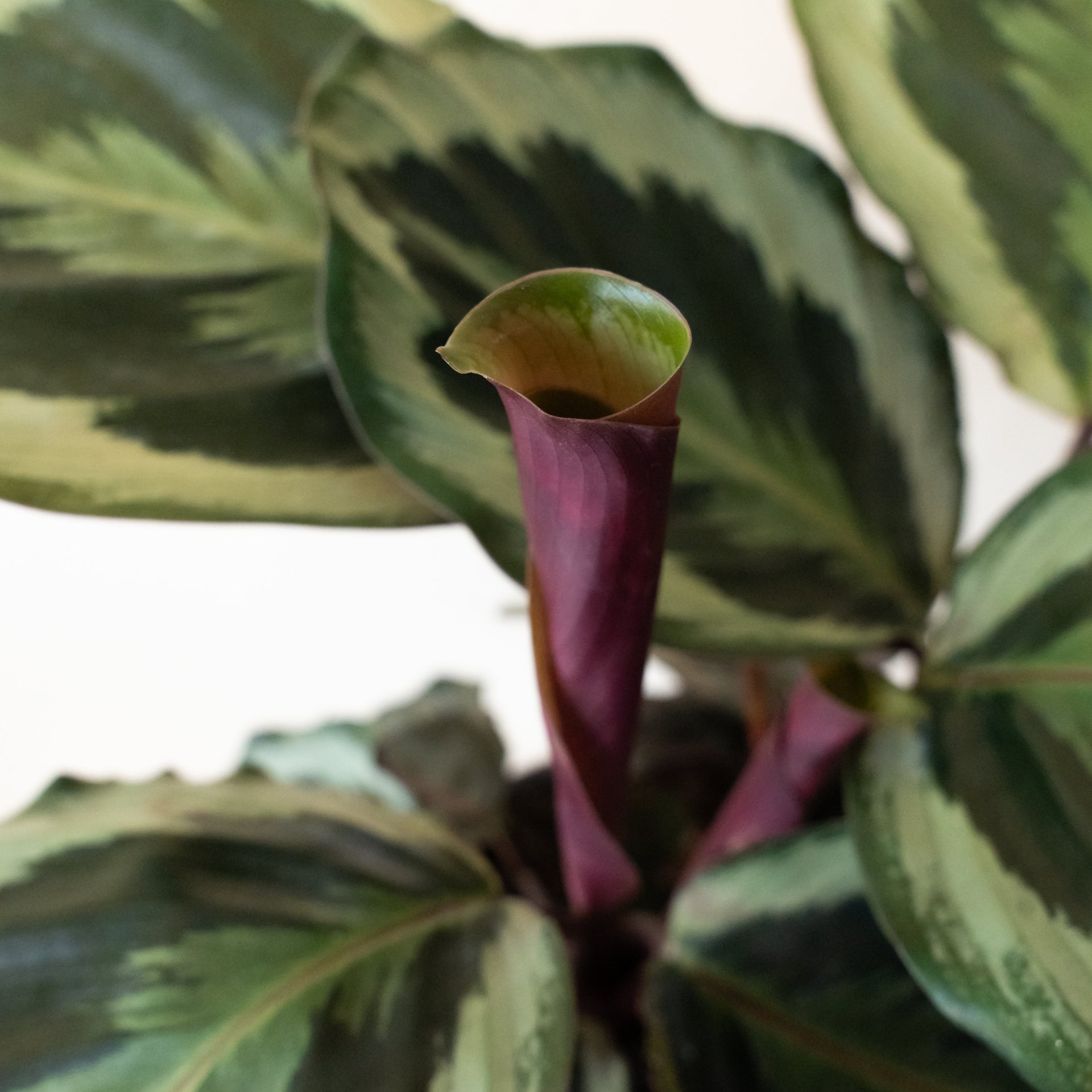 Like a Prayer Calathea Plant with Concentric Green Pattern