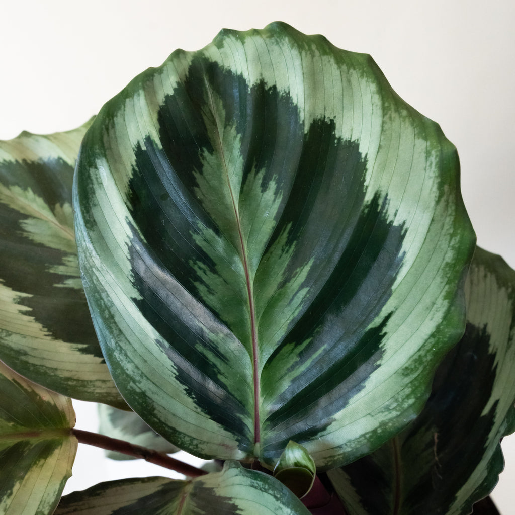 Like a Prayer Calathea Plant with Concentric Green Pattern