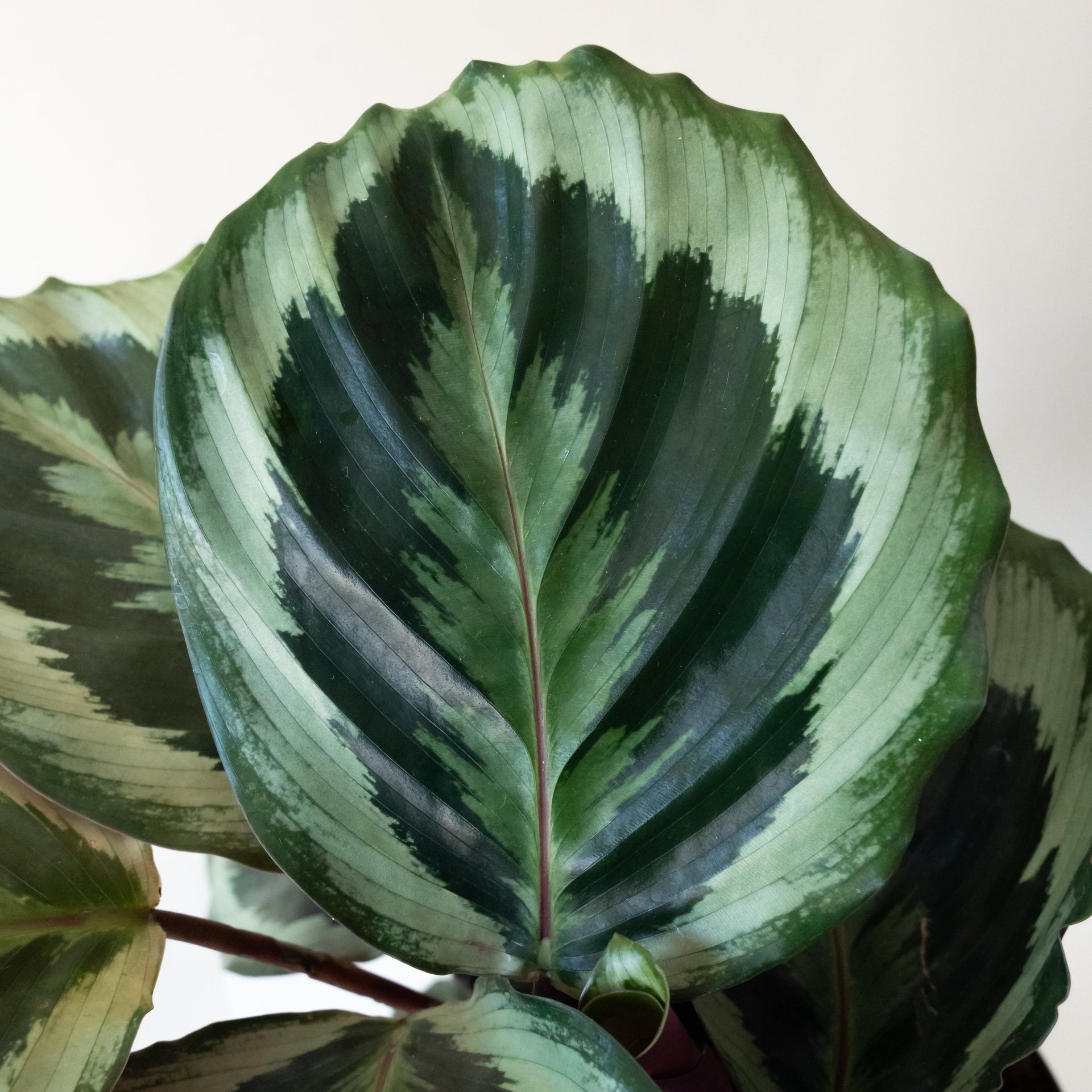 Like a Prayer Calathea Plant with Concentric Green Pattern