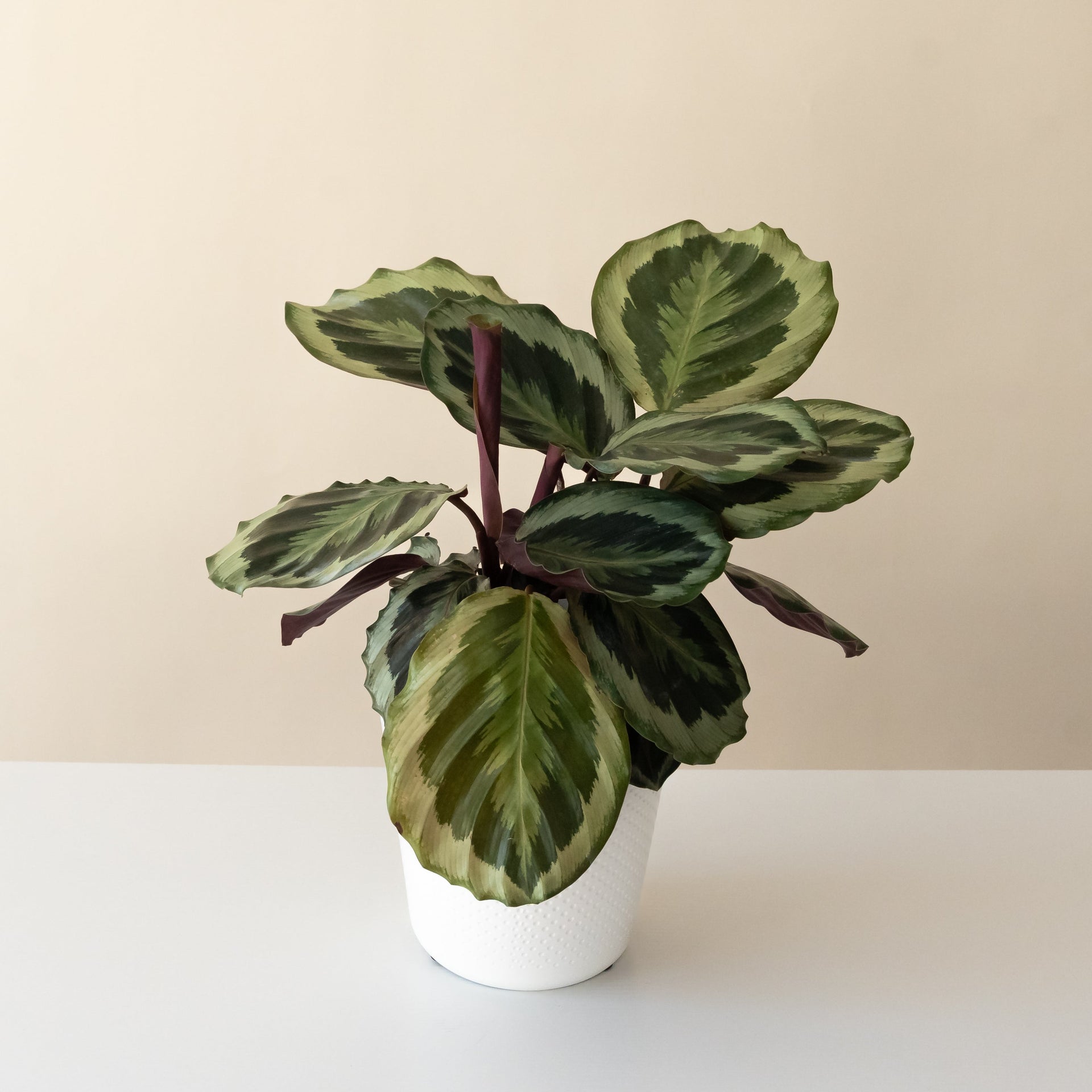 Like a Prayer Calathea plant with rounded leaves and concentric green patterns in a minimalist pot.