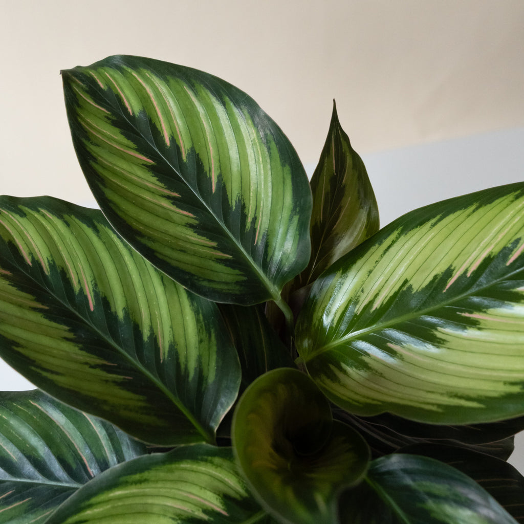Beauty Star Pinstripe Calathea Plant with Artistic Pink Foliage