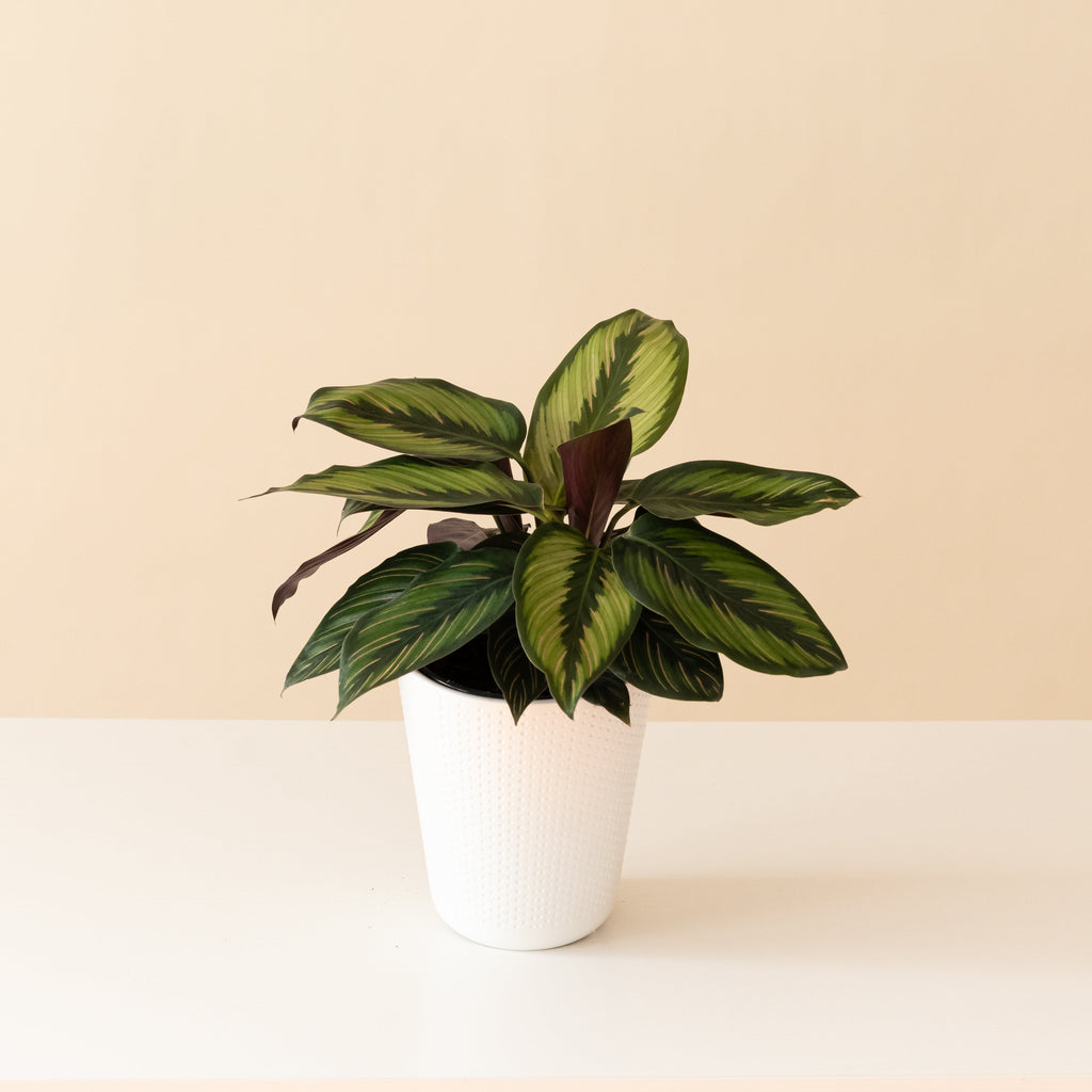 Close-up of a Beauty Star Pinstripe Calathea with pink, white, and green patterned leaves.