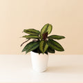 Close-up of a Beauty Star Pinstripe Calathea with pink, white, and green patterned leaves.