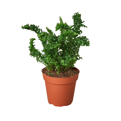 Fern 'Emina' | Curly Boston Fern for Hanging Displays | House Plant Shop