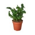 Fern 'Emina' | Curly Boston Fern for Hanging Displays | House Plant Shop