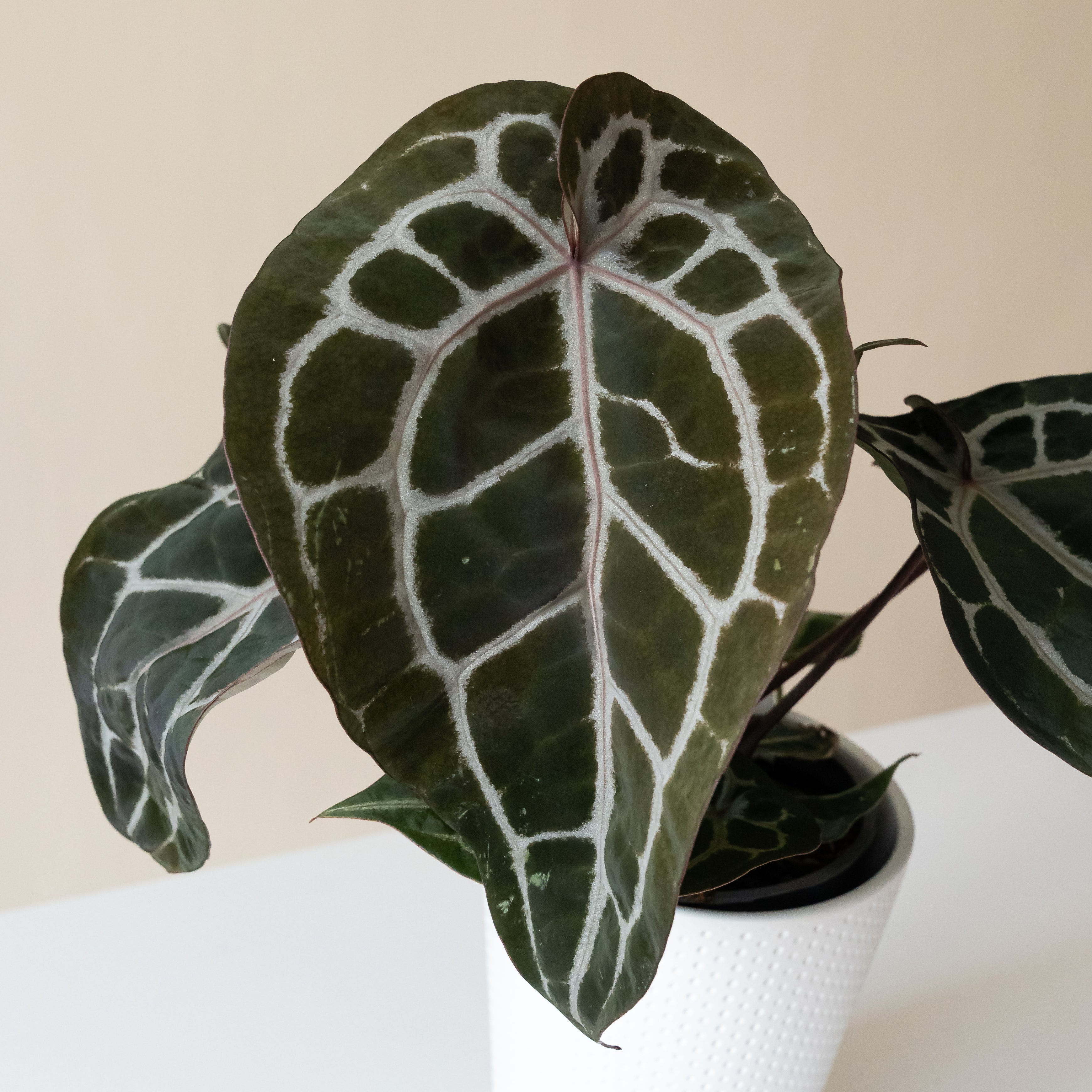 Michelle Anthurium Plant with Velvety Dark Green Heart-Shaped Leaves