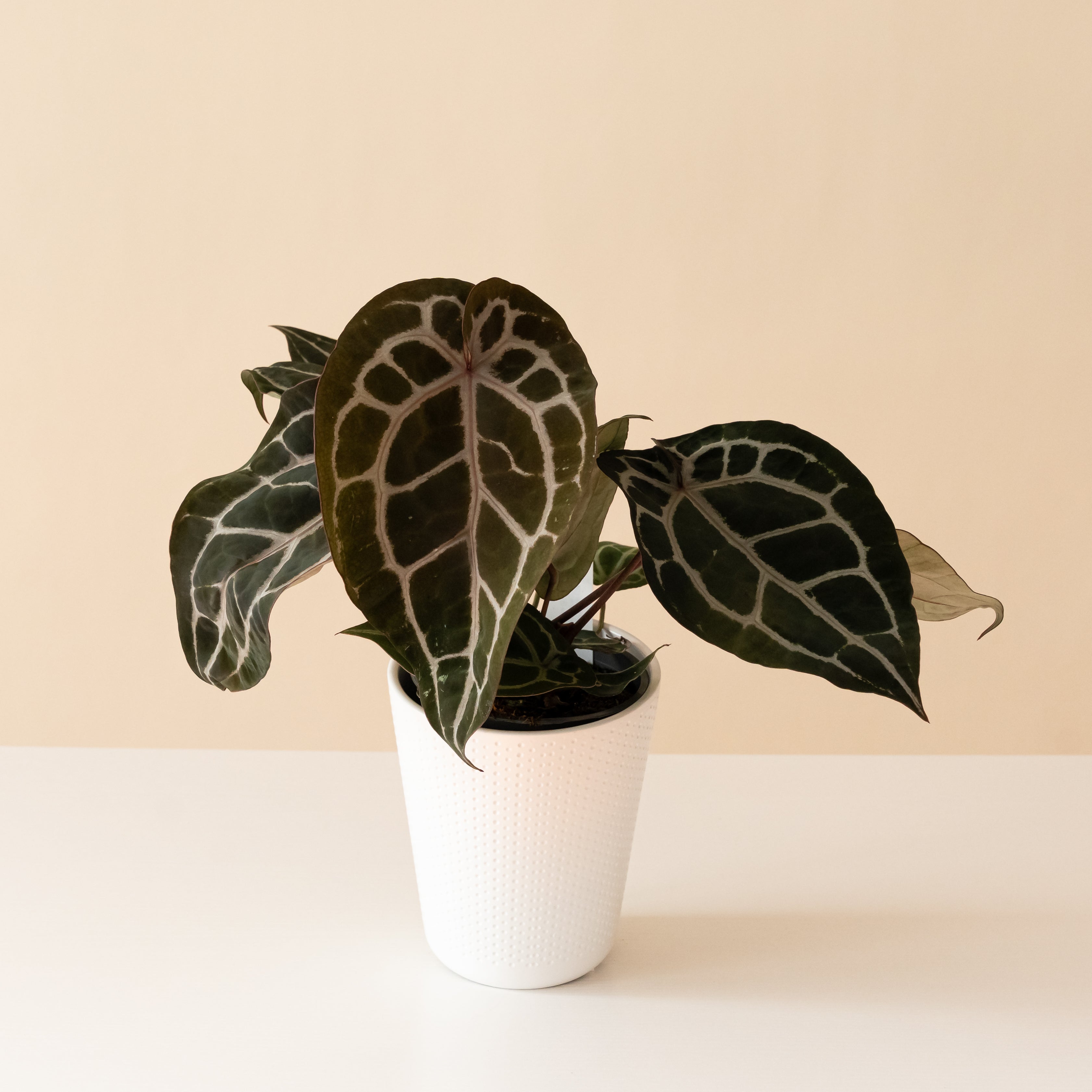 Close up of a Michelle Anthurium plant with velvety dark green heart-shaped leaves