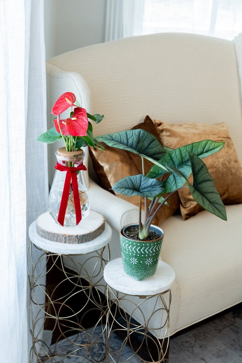 Mythic Pining for You Ceramic Alocasia Plant
