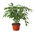 Ficus 'Breeze' - 6" Pot