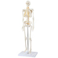 Axis Scientific Mini Human Skeleton Model with Metal Stand 31" Tall with Removable Arms and Legs Easy to Assemble Includes Detailed Product Manual for Study