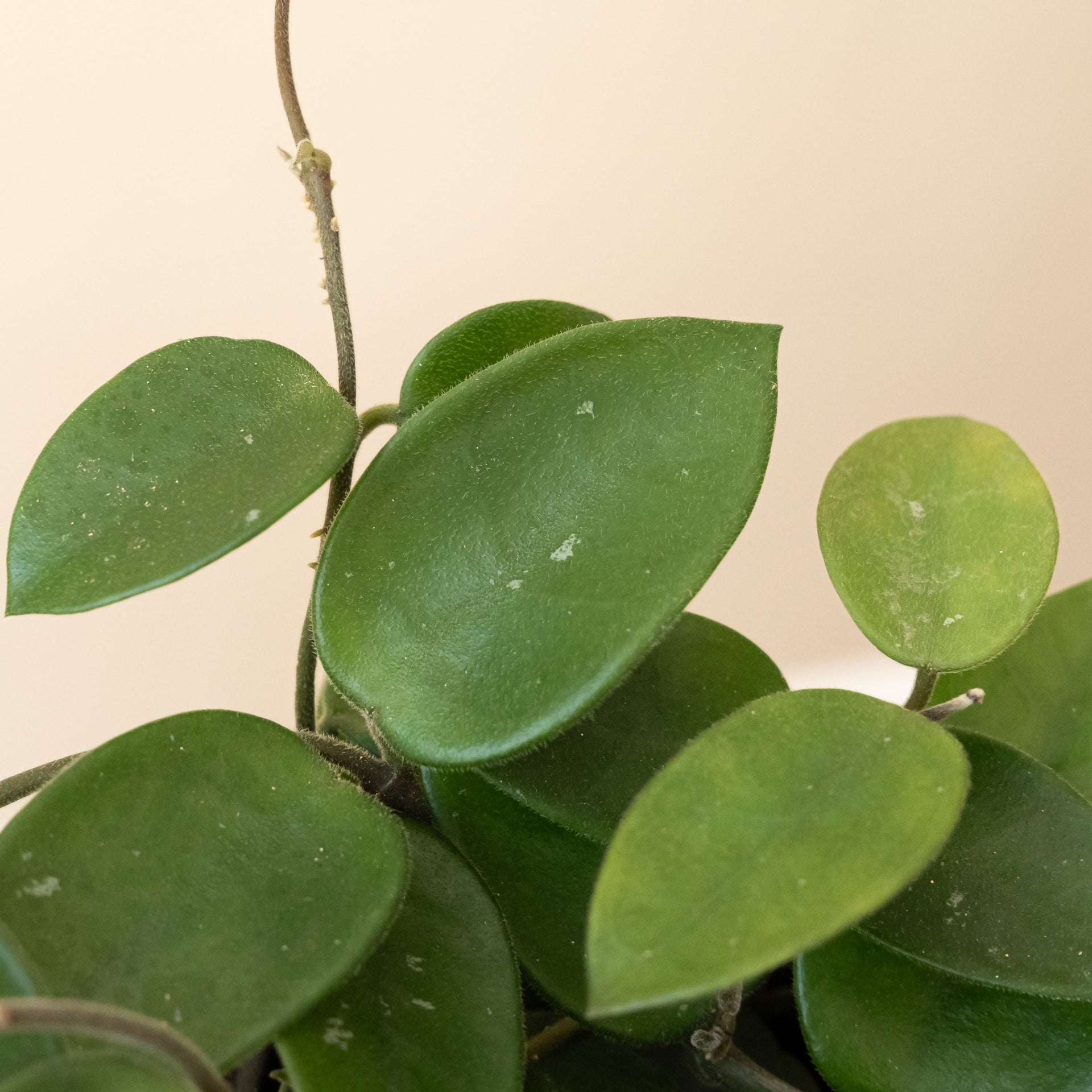 Chouke Hoya Succulent Plant with Felted Almond Leaves