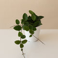 Close up of Chouke Hoya plant featuring small, succulent, almond-shaped dark green leaves.