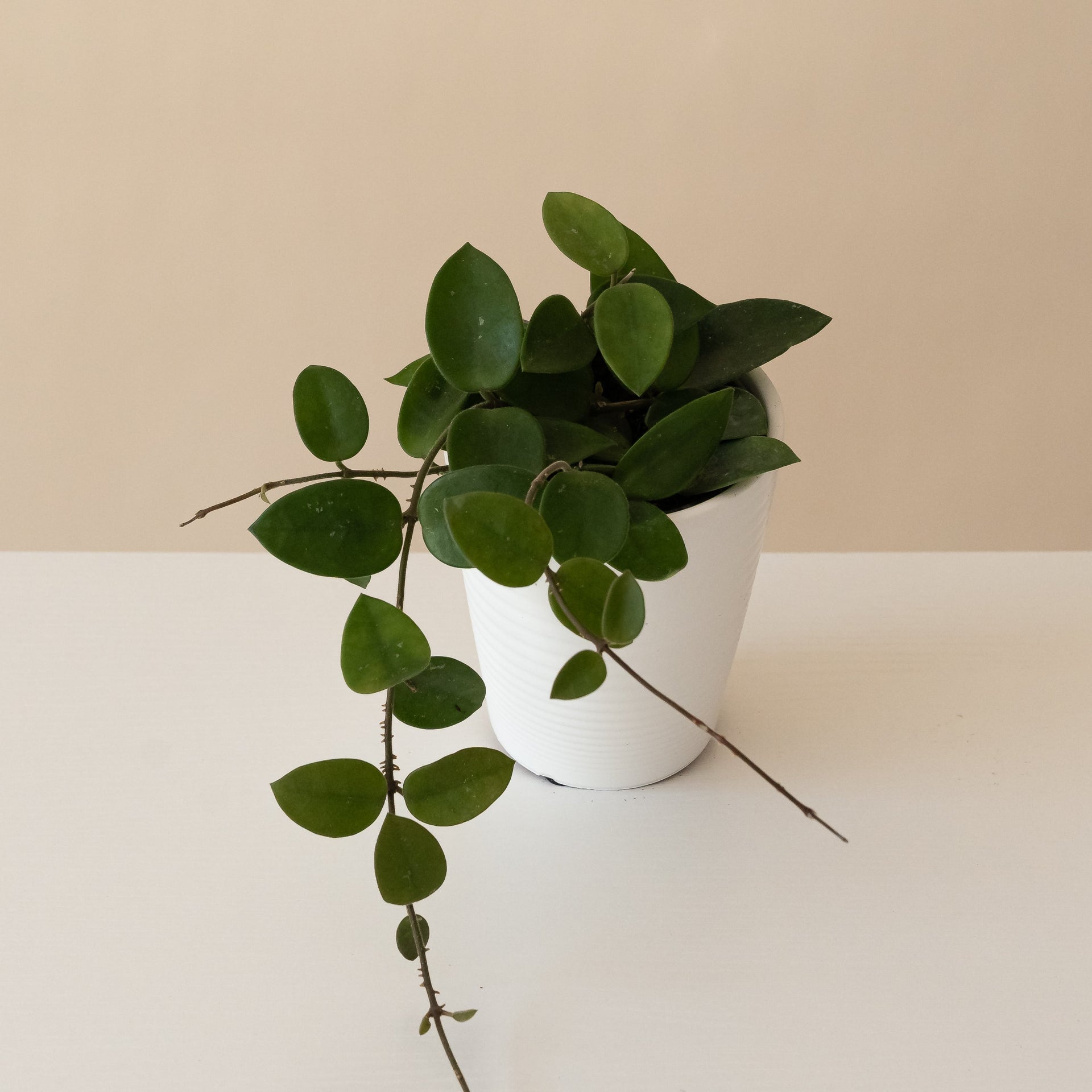 Close up of Chouke Hoya plant featuring small, succulent, almond-shaped dark green leaves.