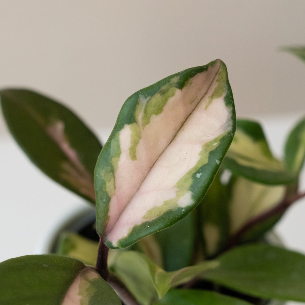 Endless Cascades Green Light Tricolor Hoya Trailing Houseplant