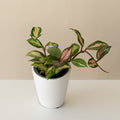 Close up of Endless Cascades Green Light Hoya with glossy almond-shaped green and cream variegated leaves