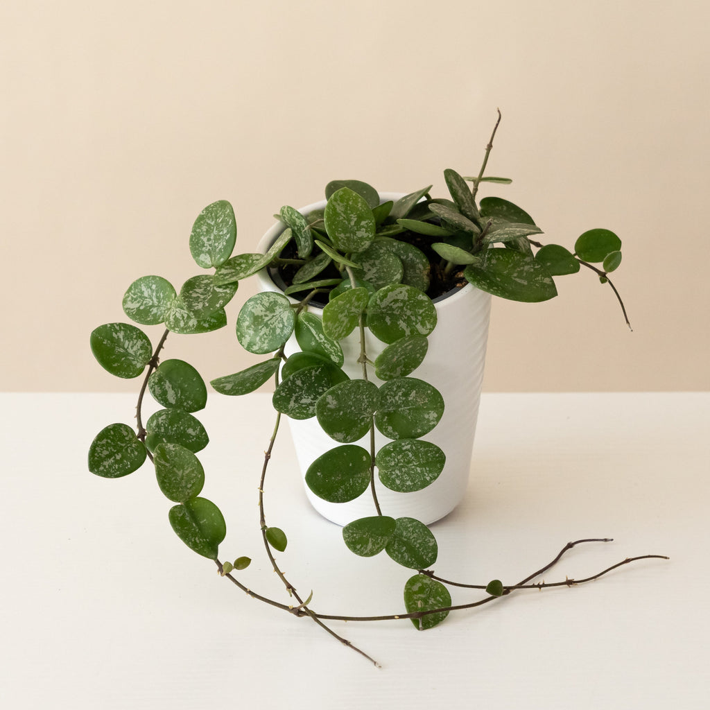 Mathilde Splash Hoya - Cascading Green & White Houseplant