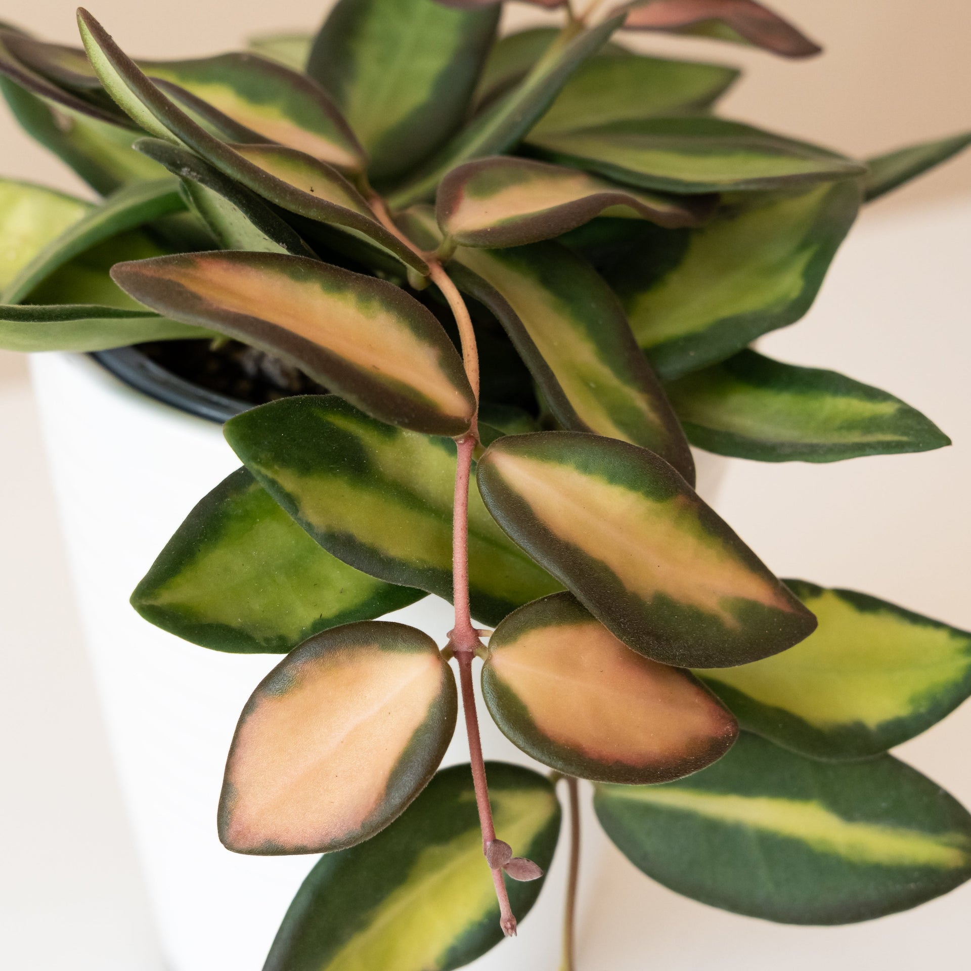 Endless Cascades® Sea Stones Hoya with Variegated Leaves