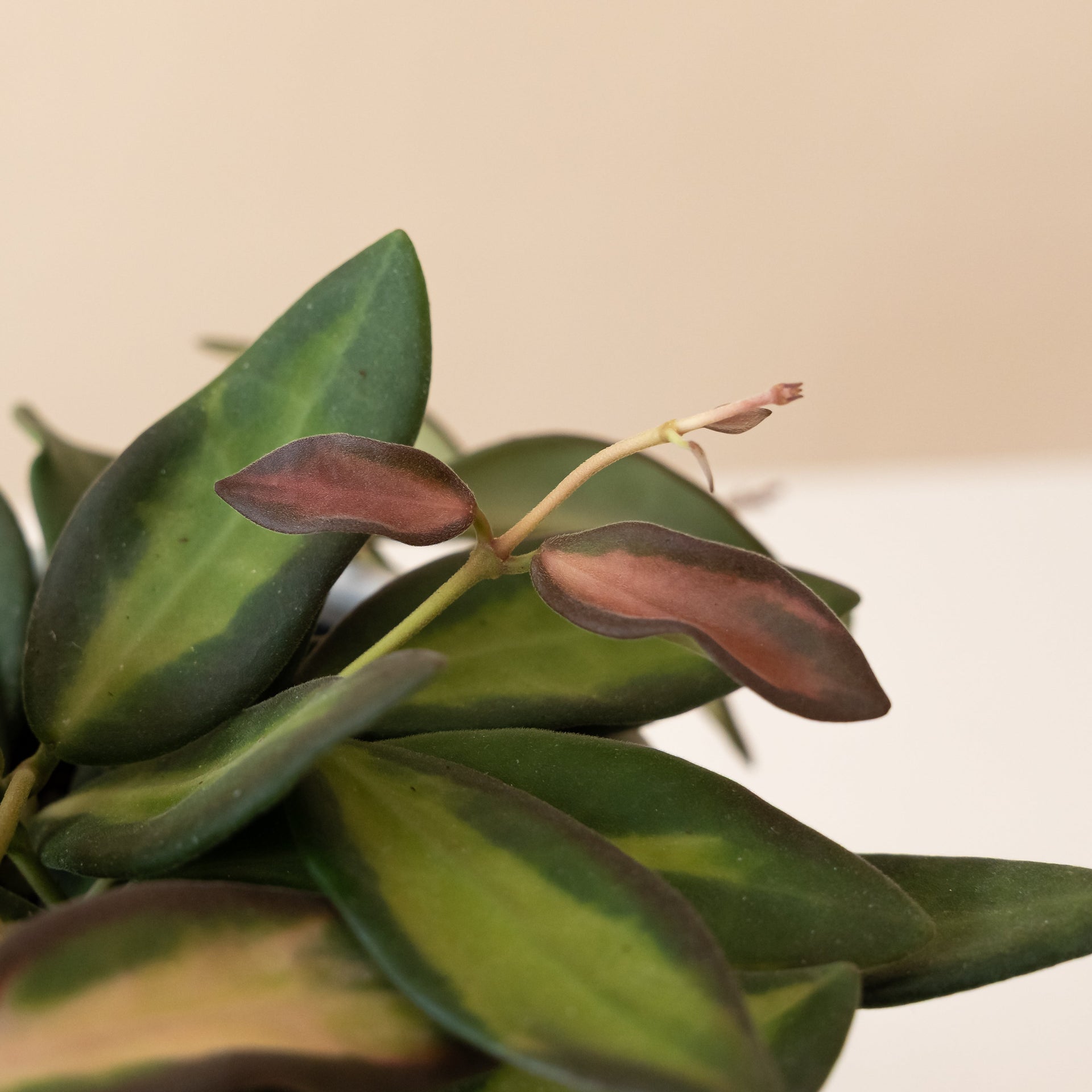 Endless Cascades® Sea Stones Hoya with Variegated Leaves