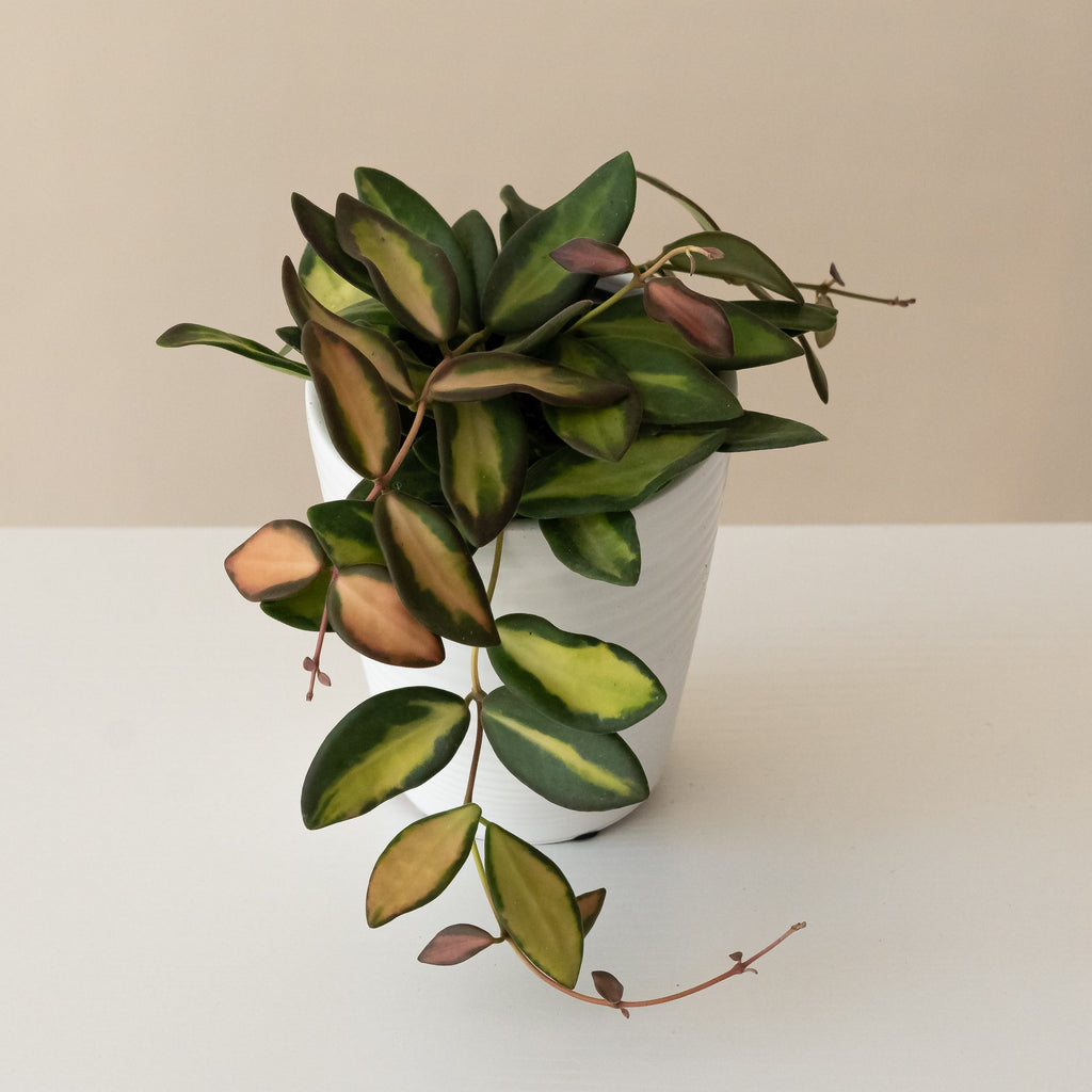 Variegated Hoya Sea Stones with succulent leaves in green, yellow, and pink hues.