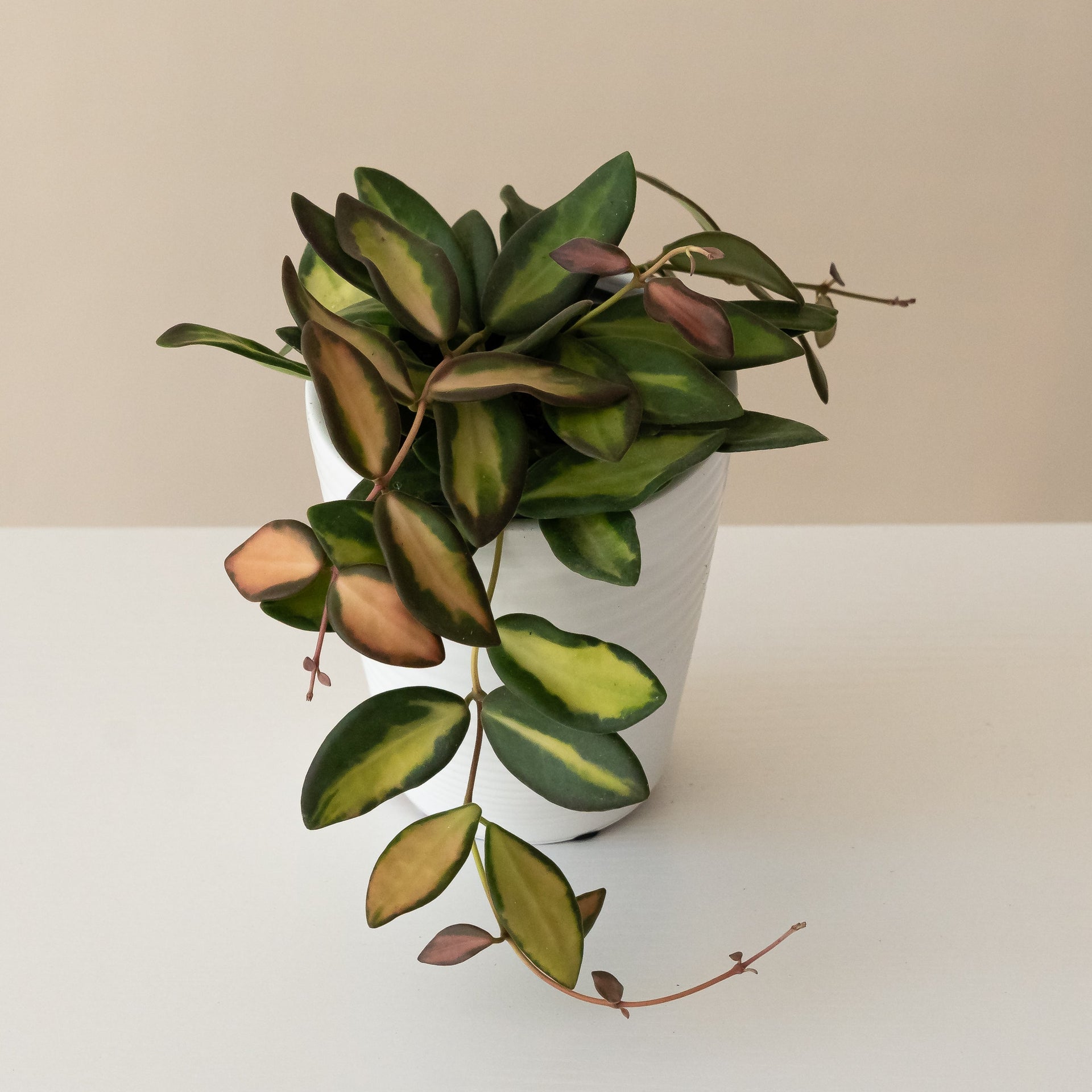 Variegated Hoya Sea Stones with succulent leaves in green, yellow, and pink hues.