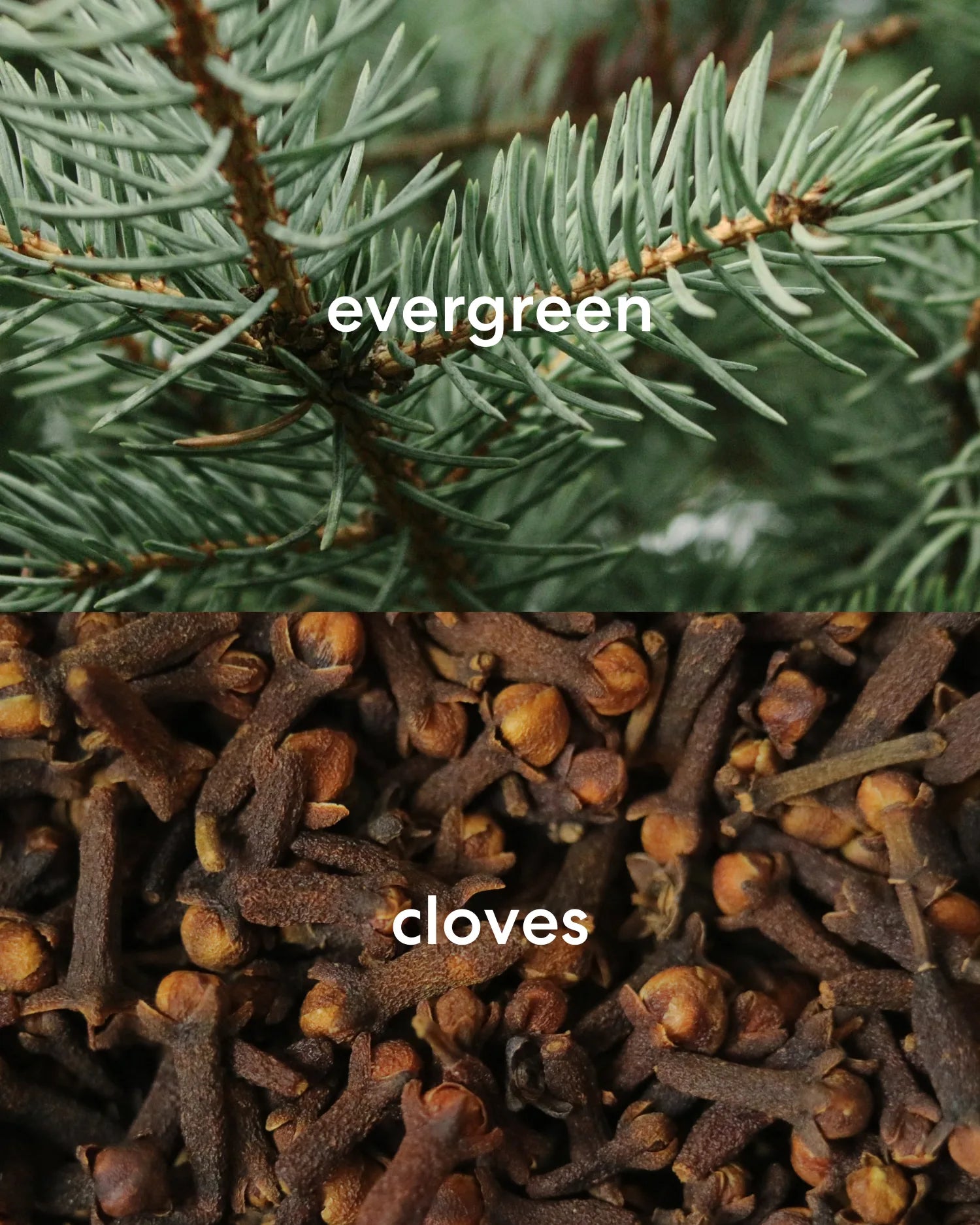 The Christmas Tree Guy (Little)