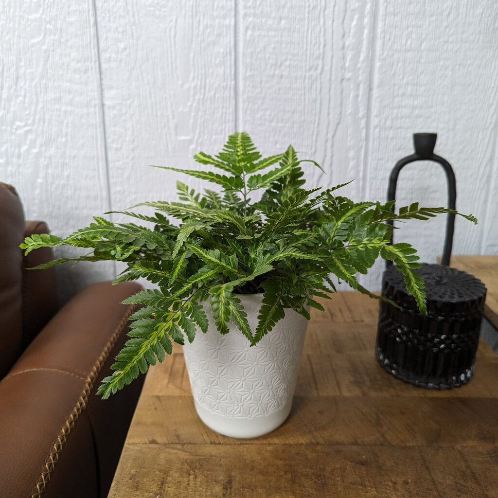 Living Lace® Ruffled Arrow™ fern featuring serrated arrow-shaped leaves with lime center.