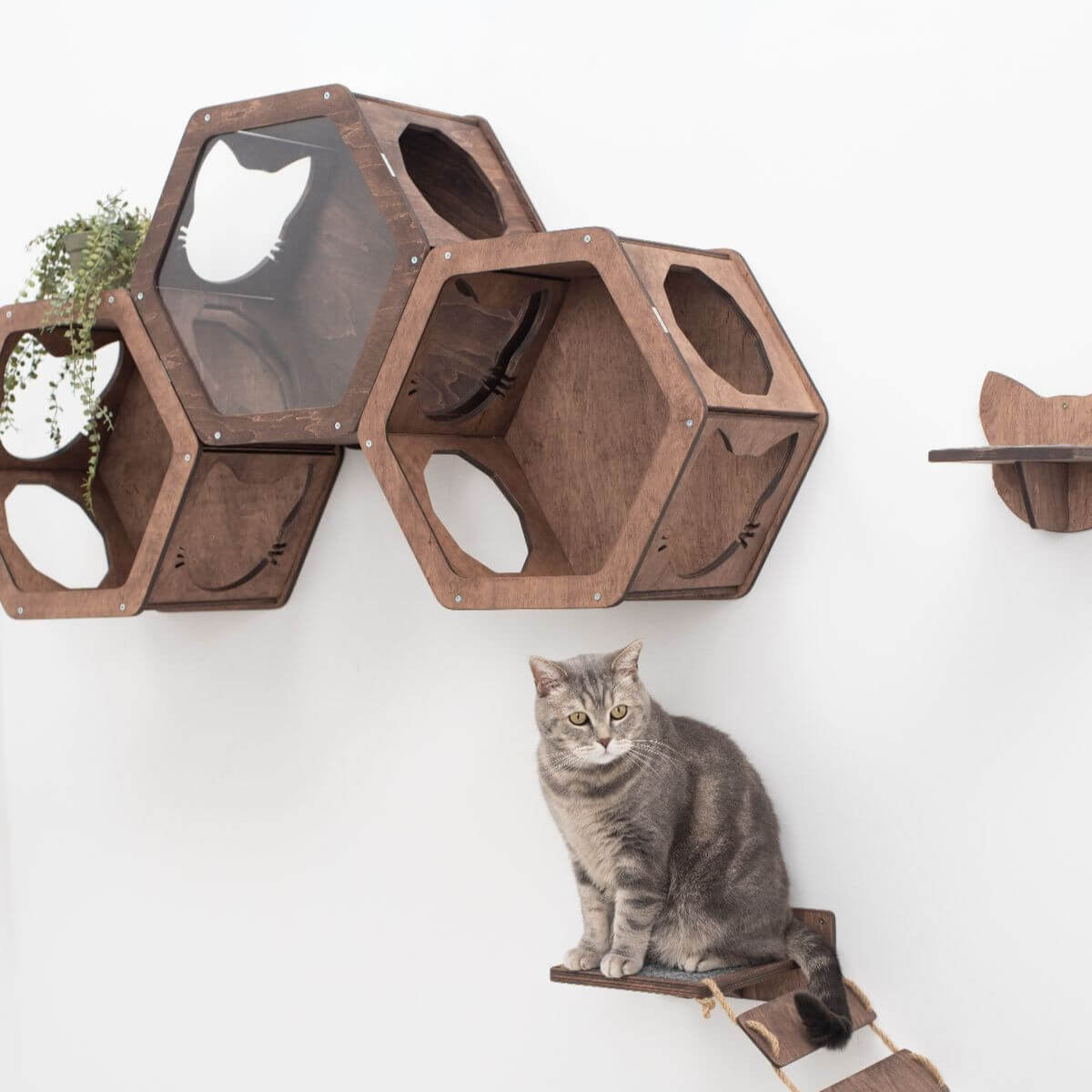 Minimalist Dark Walnut Hexagon Cat Wall Shelf