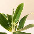 Igneous Ivory Frost Chinese Evergreen featuring white-edged green leaves
