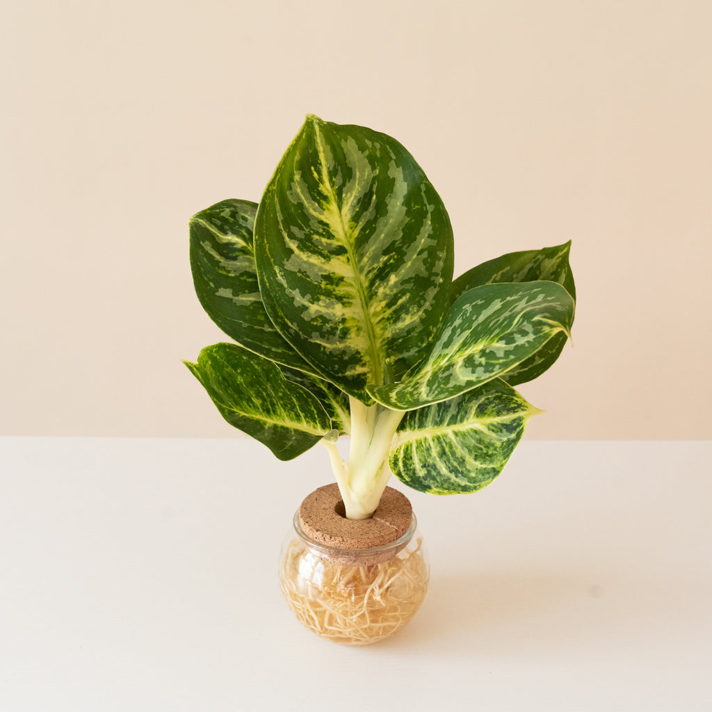 Vibrant Sanstone Spring plant with green, white, and yellow leaves.