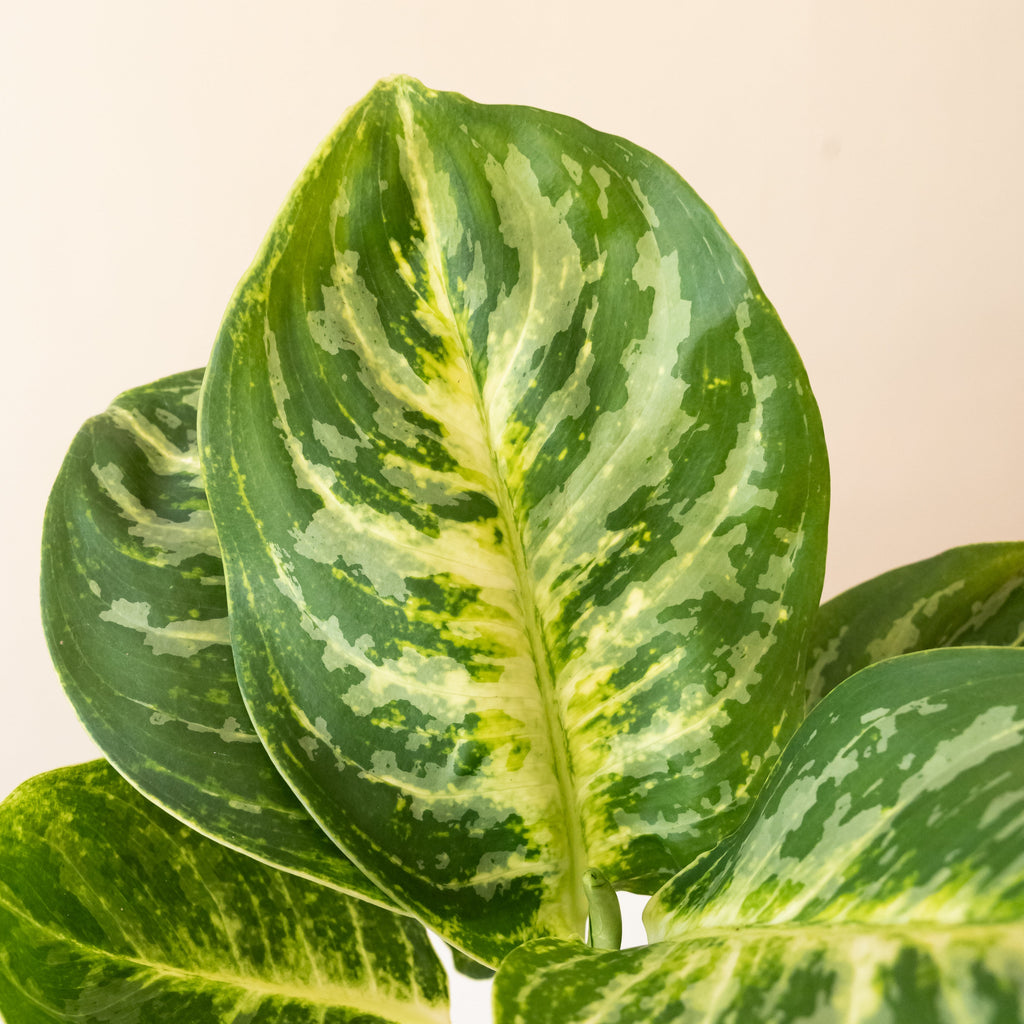 Sanstone Spring Biophilic Indoor Plant by Leafjoy
