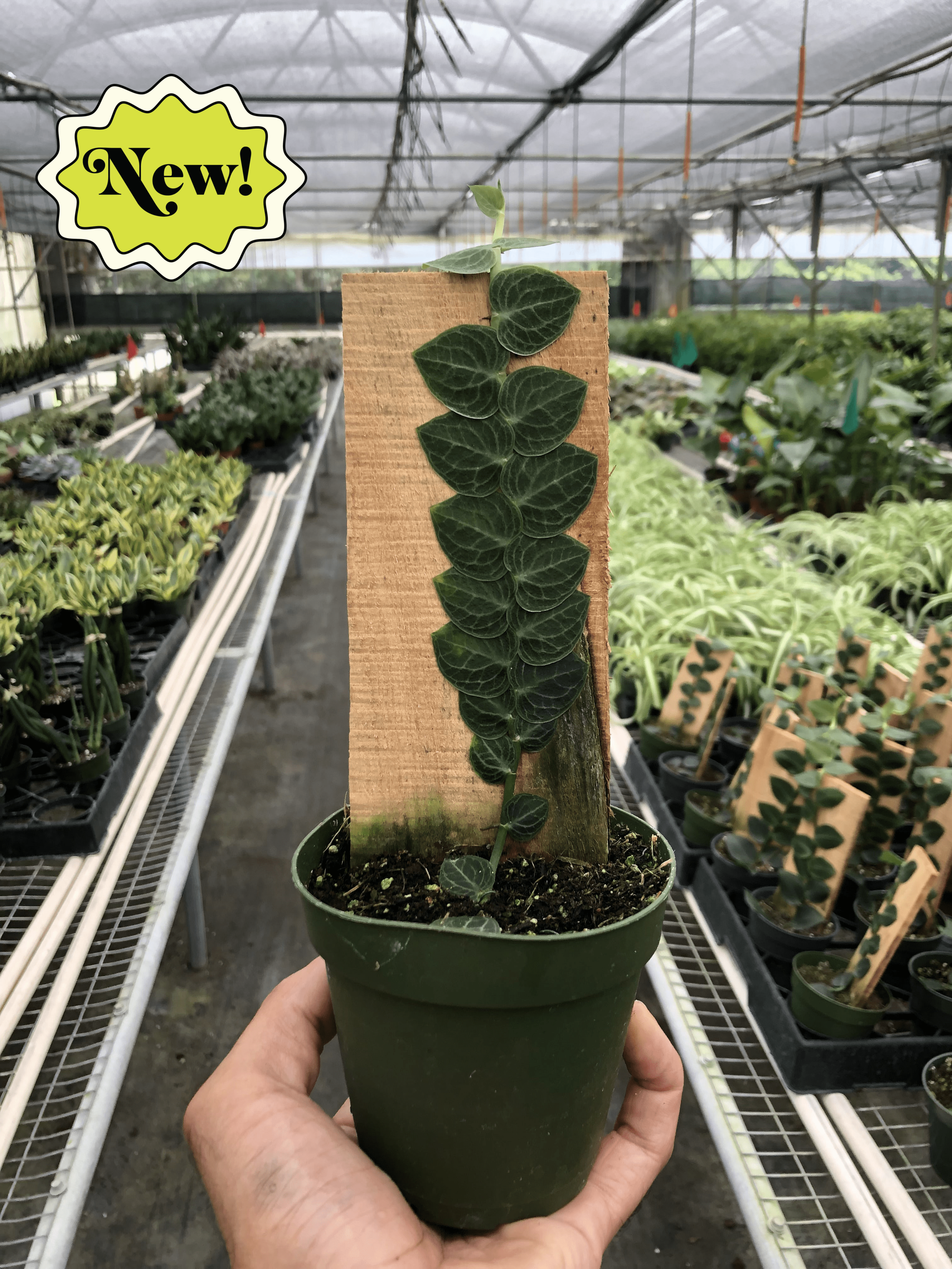 Rhaphidophora 'Cryptantha' | Rare Shingle Plant Climber | House Plant Shop