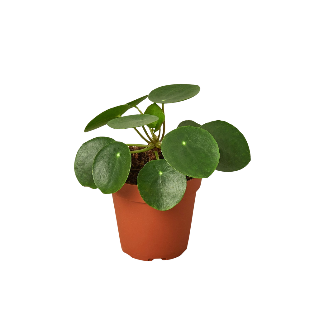 Pilea Peperomioides Chinese Money Plant | Easy Care Coin-Shaped Leaves | House Plant Shop
