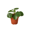 Pilea Peperomioides Chinese Money Plant | Easy Care Coin-Shaped Leaves | House Plant Shop
