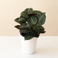 Jungle Diva Roxie Tropical Plant with Striped Green Foliage