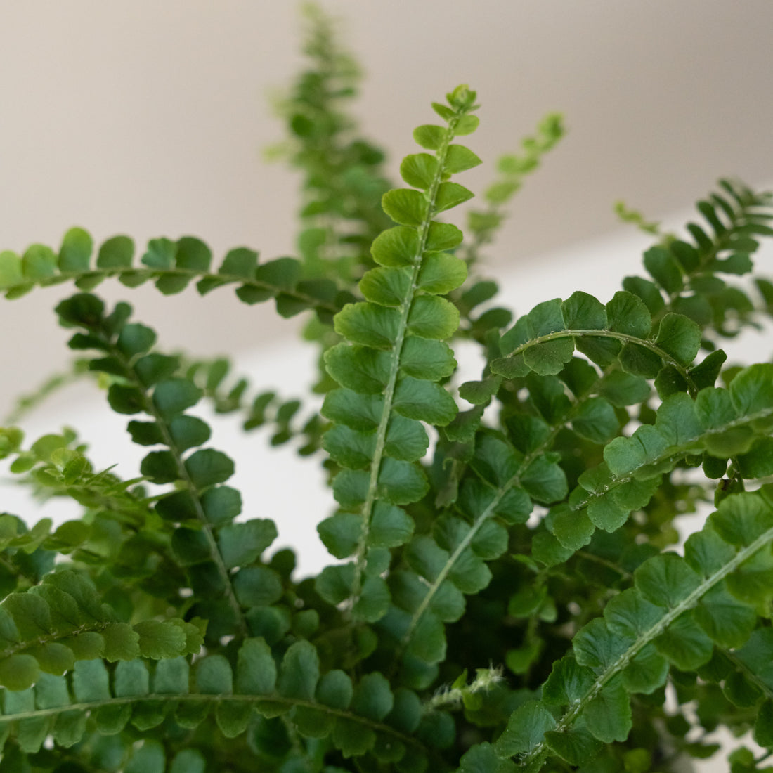 Living Lace Cute as a Button Fern in 8-10 Inch Ceramic Planter