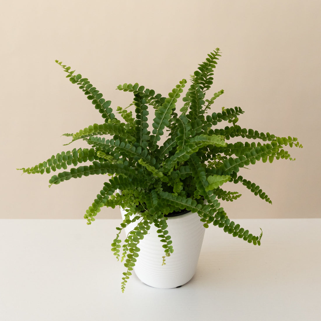 A vibrant green Cute as a Button fern inside a crisp white matte 8-10 inch ceramic planter.