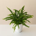 A vibrant green Cute as a Button fern inside a crisp white matte 8-10 inch ceramic planter.