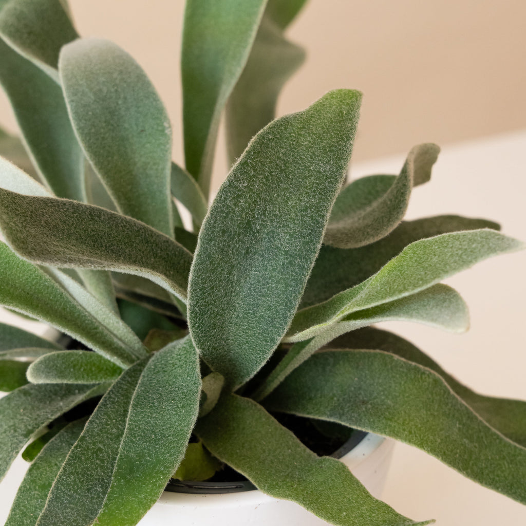 Ribbon Dance Silver Staghorn Fern - Compact Minimalist Houseplant