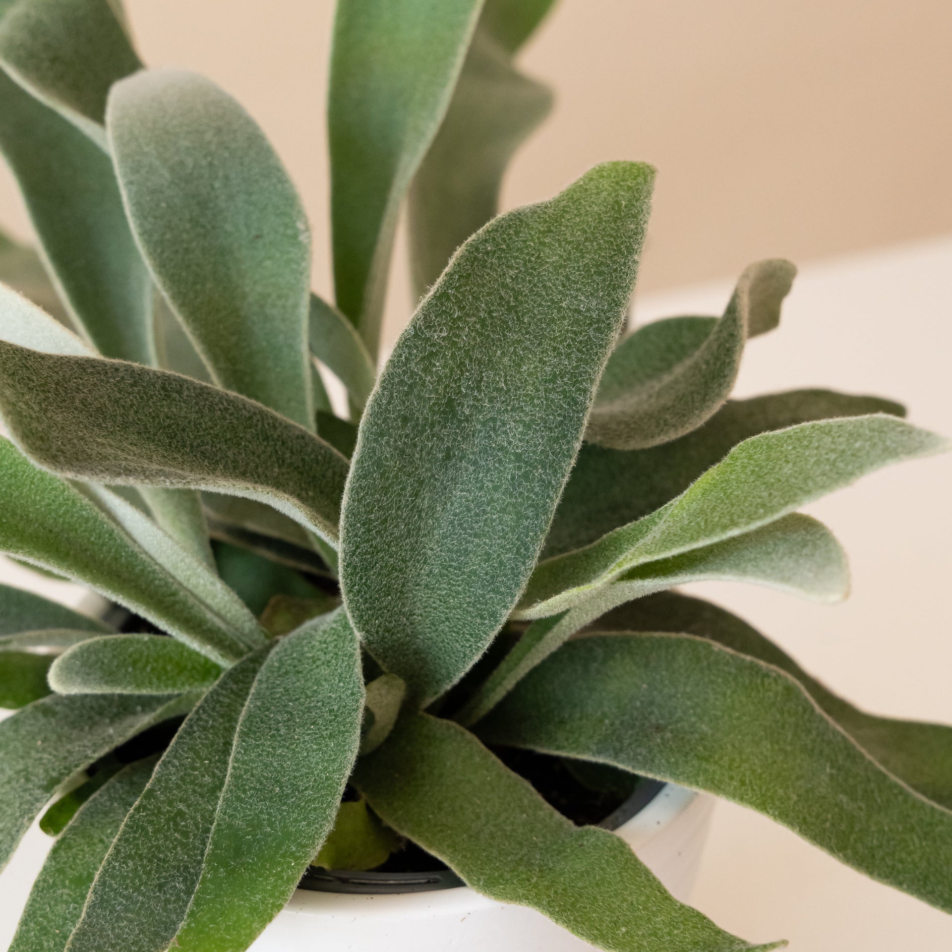 Ribbon Dance Silver Staghorn Fern - Compact Minimalist Houseplant