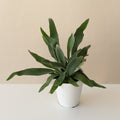 Close up of a Ribbon Dance staghorn fern showing silver, strappy green and white fronds with scale-like texture.