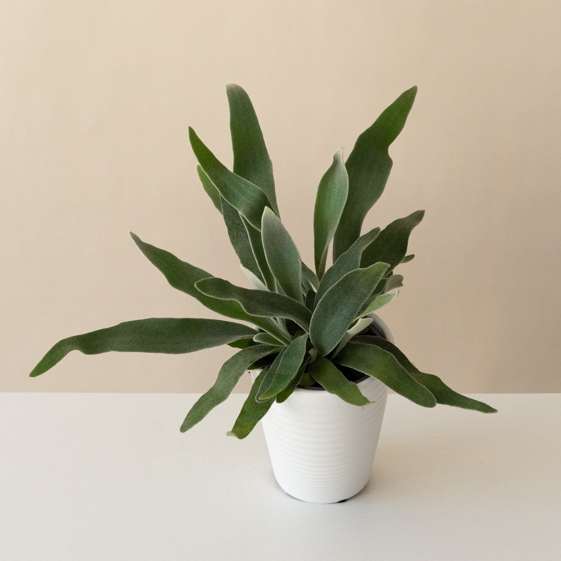 Close up of a Ribbon Dance staghorn fern showing silver, strappy green and white fronds with scale-like texture.